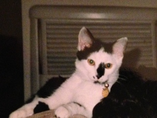 Fritz the cat photograph 1