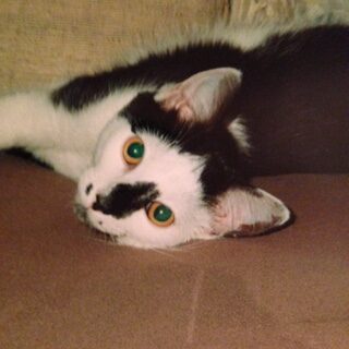 Fritz the cat photograph 2